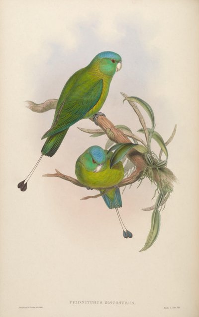 Prioniturus discurus da John Gould
